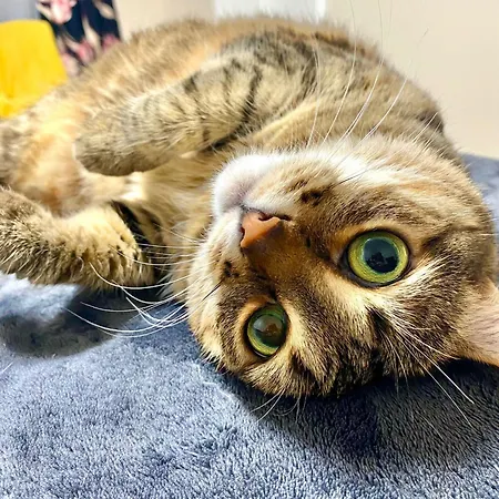 Professor Pensjonat *