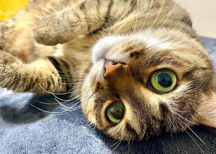 Professor 招待所 *